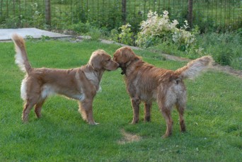 Hundeavl del 1 – Valg af avlsdyr og parring | Jaktia